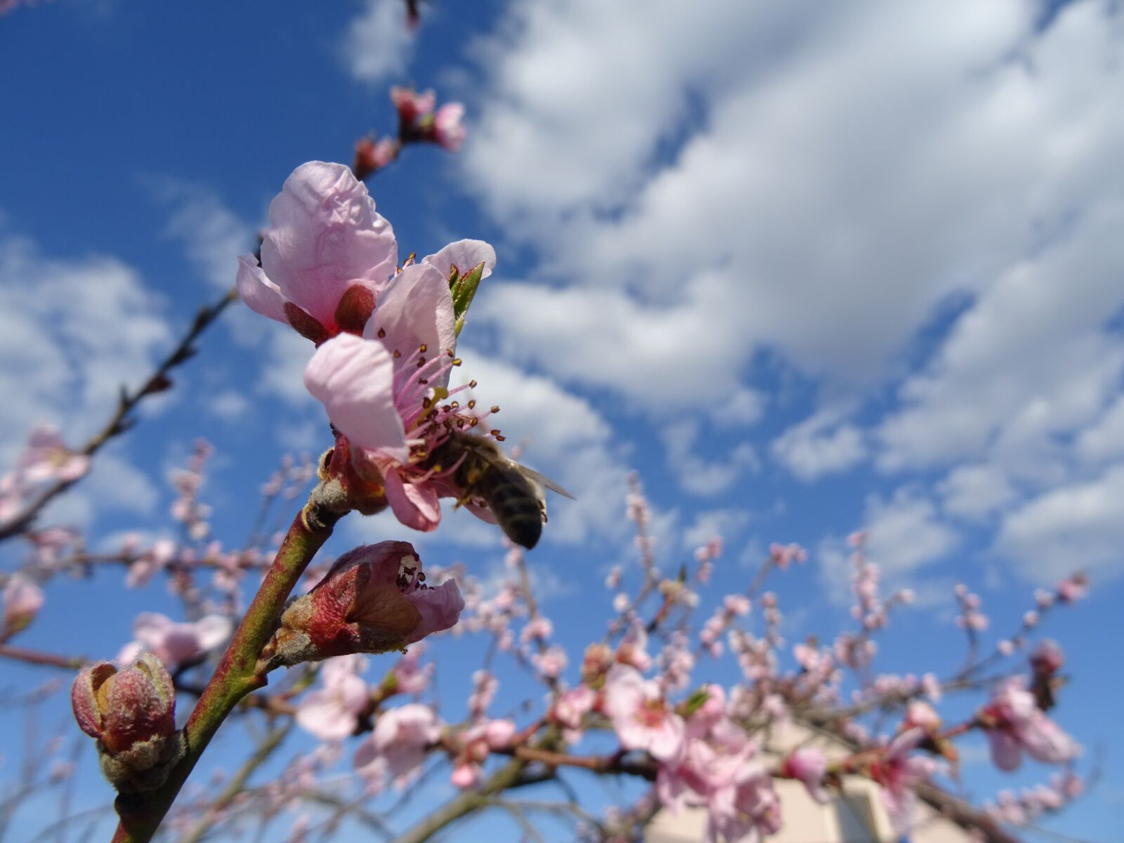 Sony DSC-HX60 sample photo. Bee, spring, flowers photography