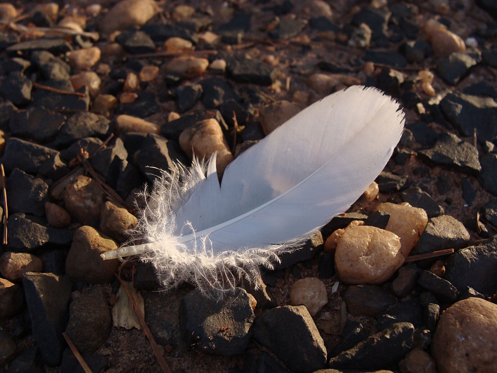 Sony DSC-H3 sample photo. Pity, feather, white photography