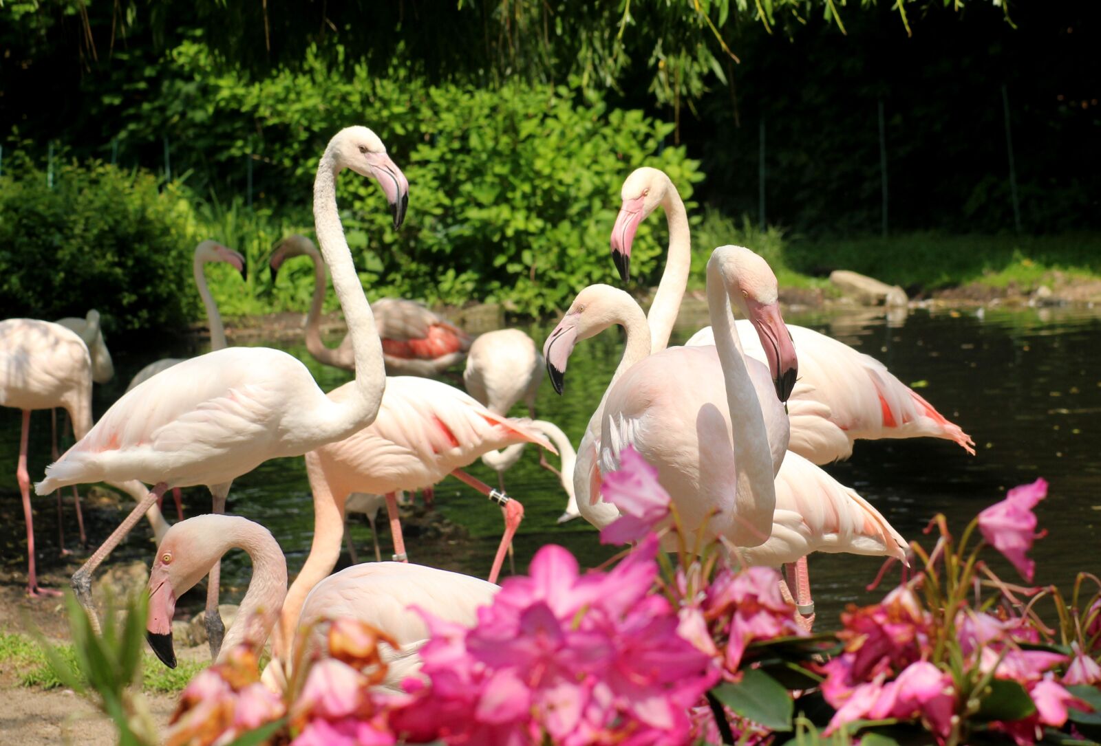 Canon EOS 1200D (EOS Rebel T5 / EOS Kiss X70 / EOS Hi) sample photo. Flaming, birds, flamingos photography