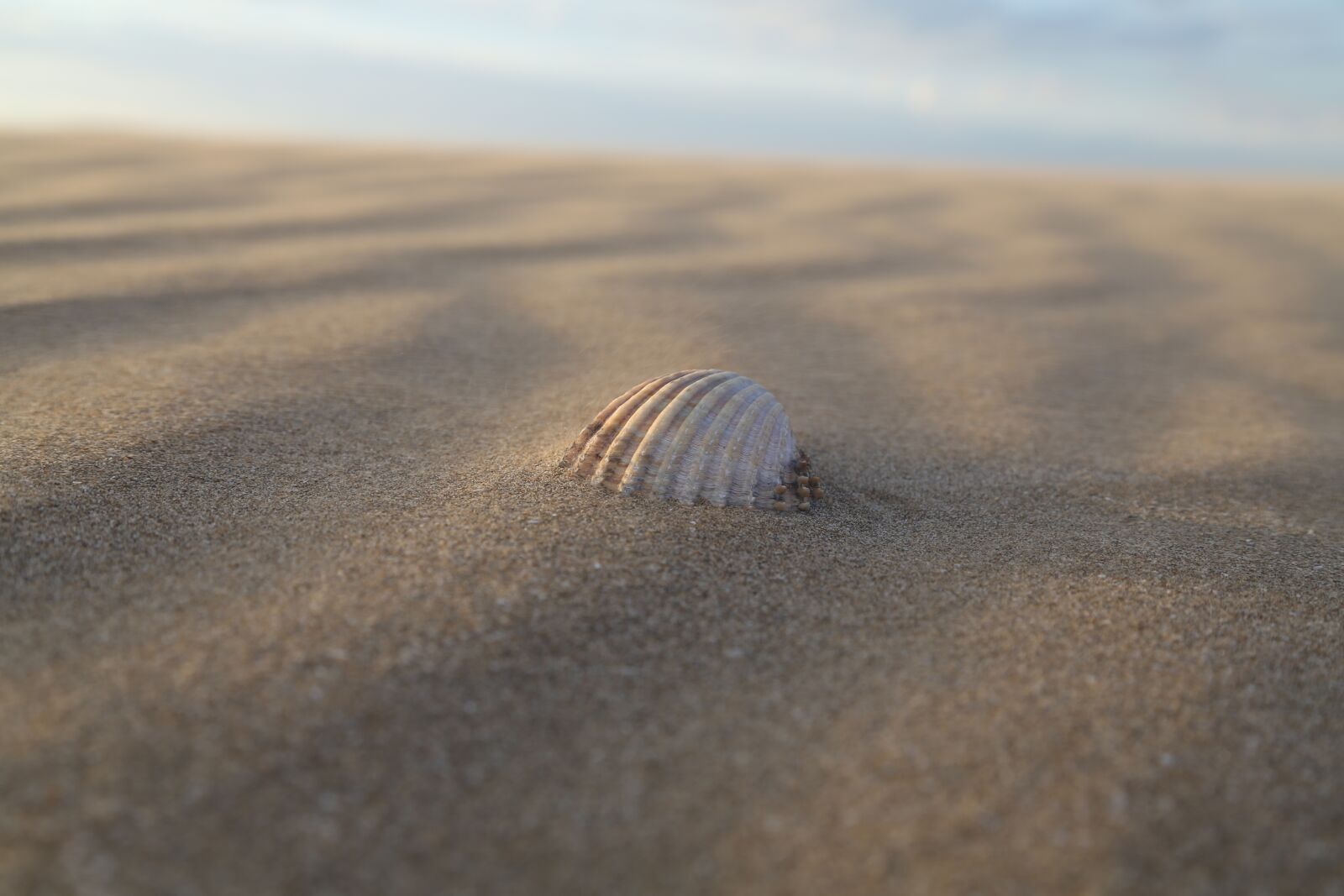 Canon EF 24-105mm F4L IS USM sample photo. Shell, sea, sand photography