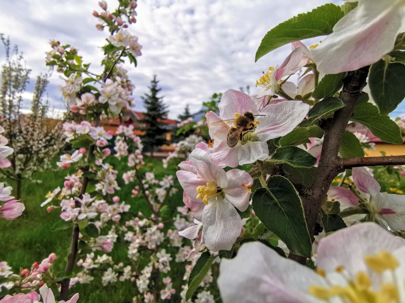 HUAWEI P30 Pro sample photo. Working bee, white flowers photography