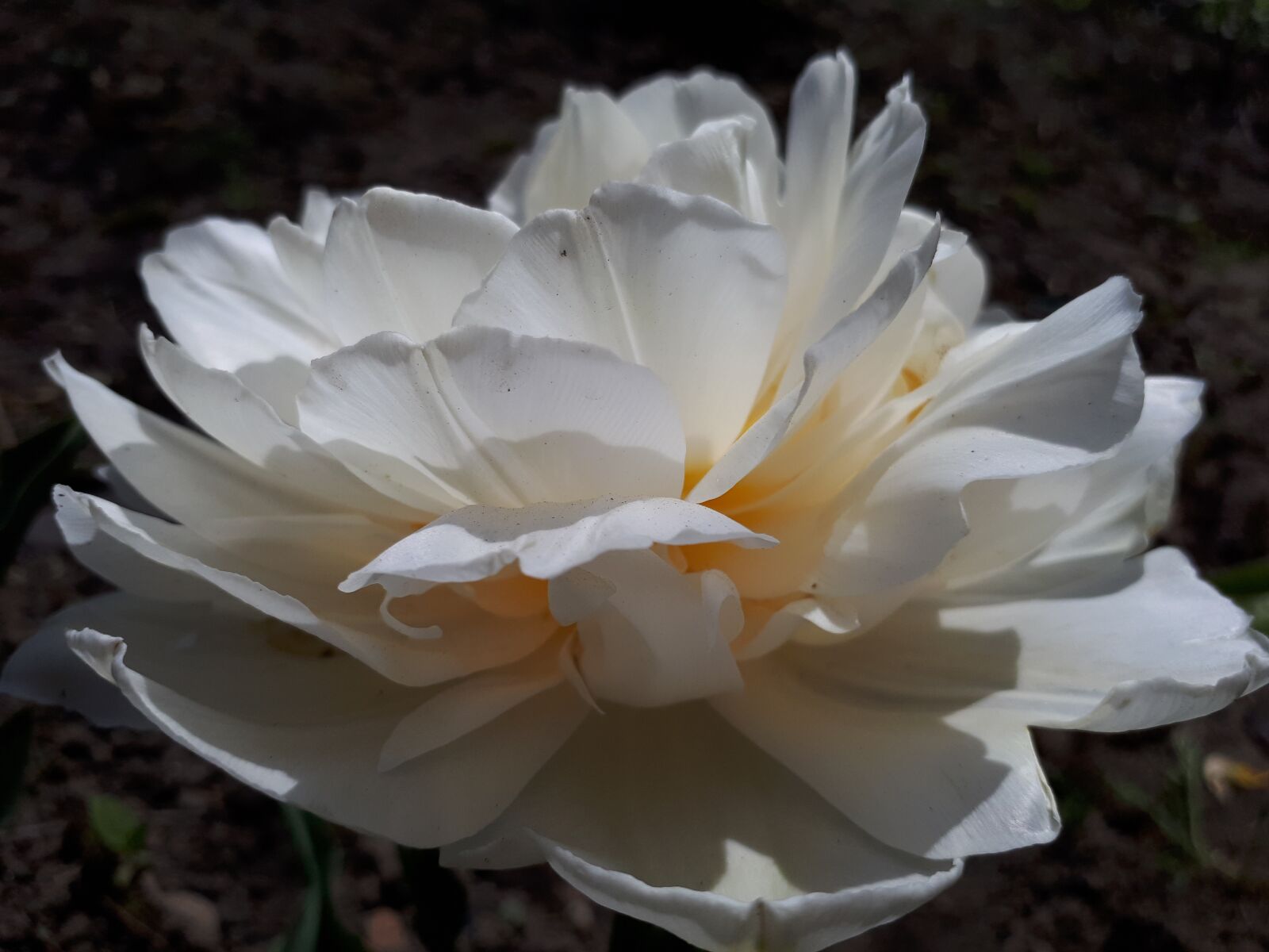 Samsung Galaxy A5(2017) sample photo. Flowers, rose, white photography