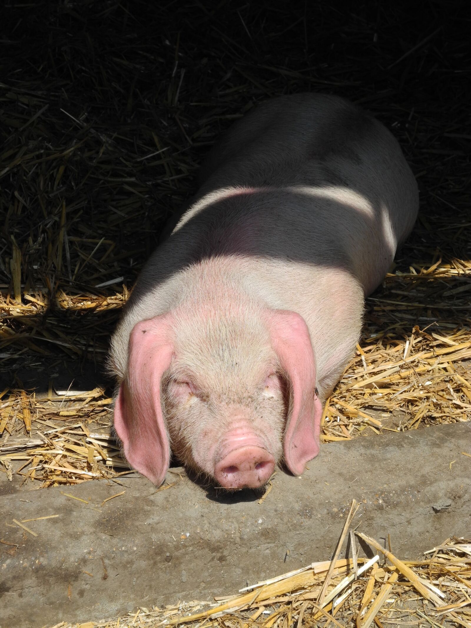 Nikon Coolpix P7000 sample photo. Piglet, pig, farm photography
