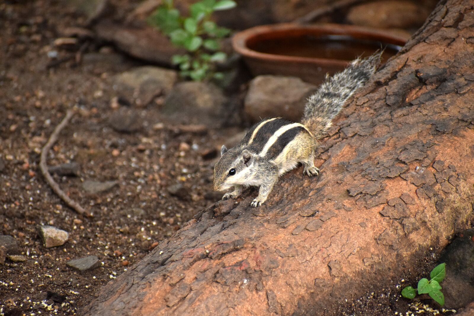 Nikon D5300 sample photo. Indian squirrel, squirrel, wild photography