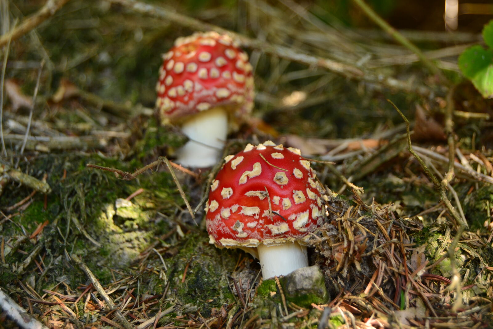 Nikon D3100 sample photo. Forest, mushroom, red, toadstools photography