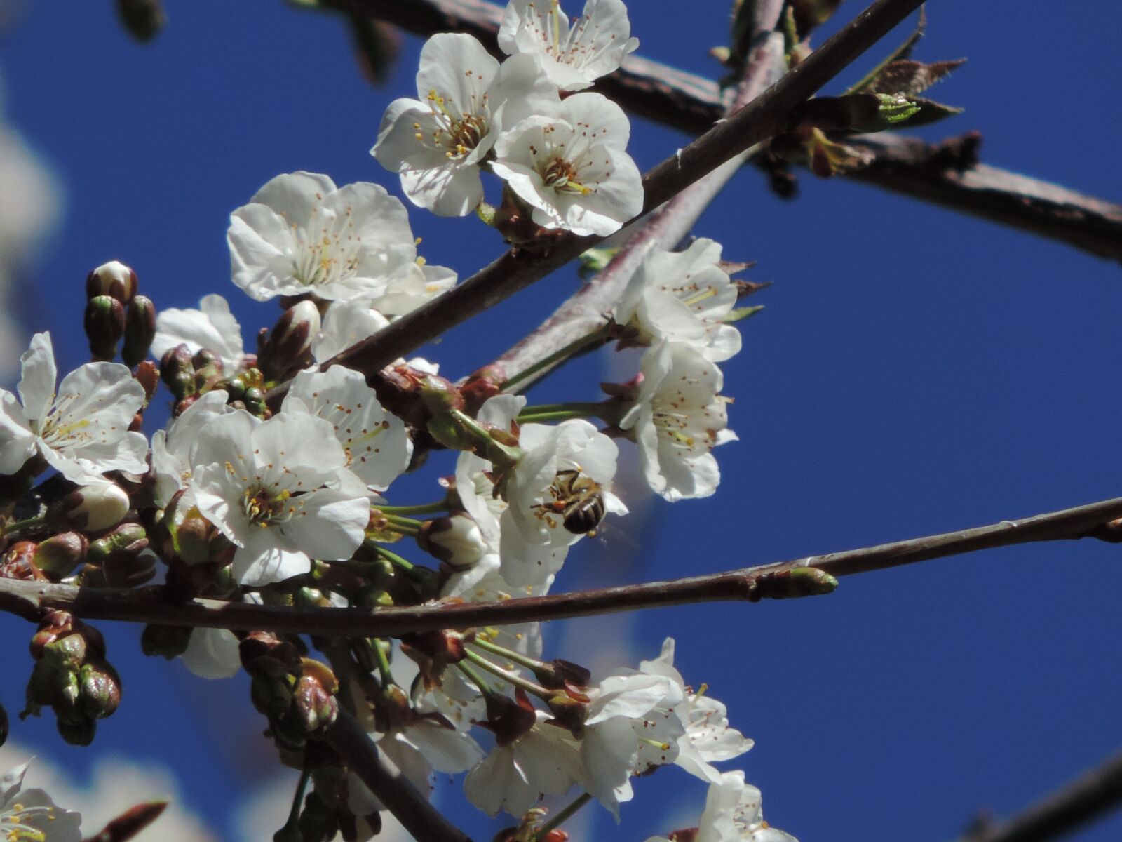 Nikon Coolpix P520 sample photo. Cherry bloom, garden, petal photography