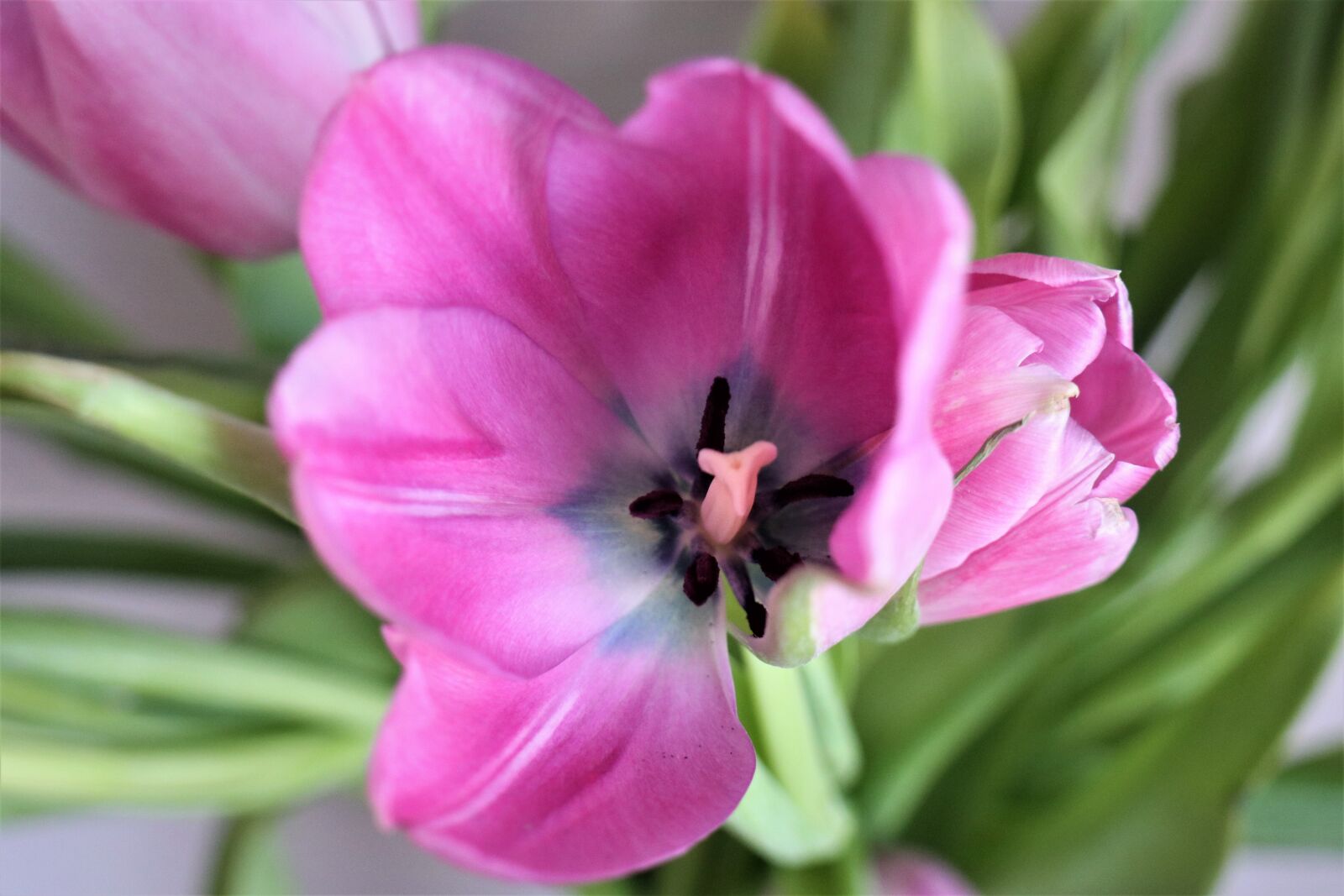 Canon EOS M6 sample photo. Spring, flower, nature photography