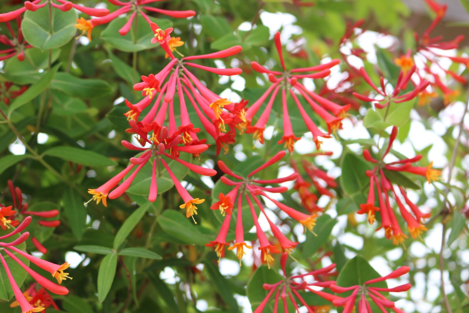 Canon EOS 750D (EOS Rebel T6i / EOS Kiss X8i) sample photo. Flowers, red, bloom photography