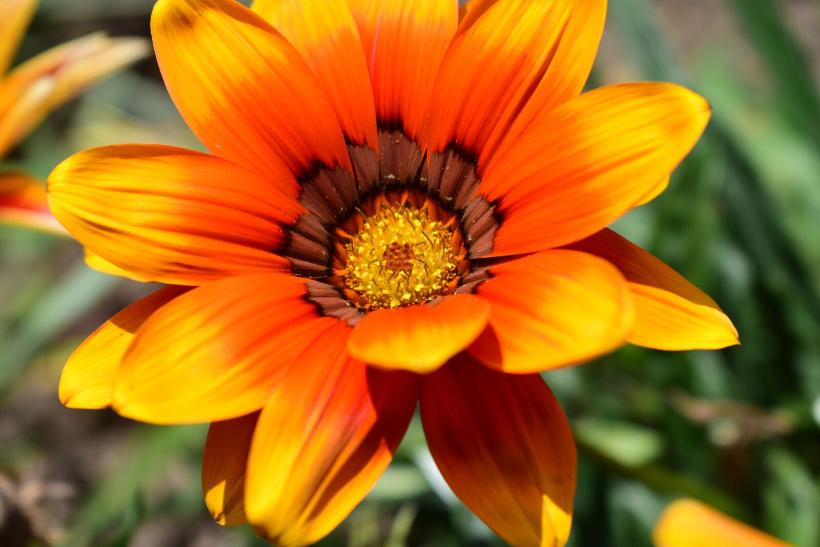 Nikon D3400 sample photo. Nature, flower, plant photography
