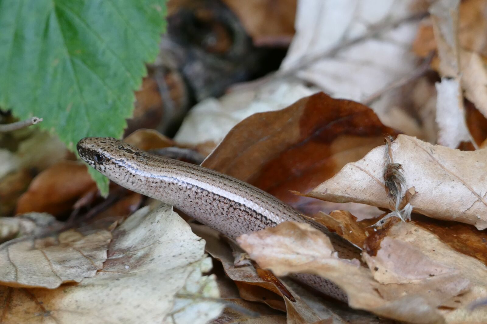 Panasonic Lumix DMC-FZ1000 sample photo. Slow worm, lizard, reptile photography