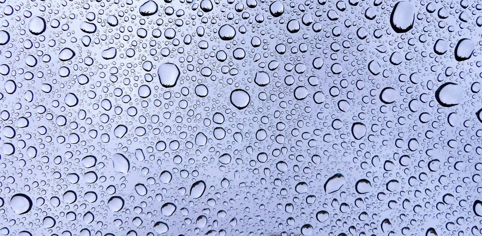 Panasonic Lumix DMC-FZ200 sample photo. Rain, wet, pearl photography