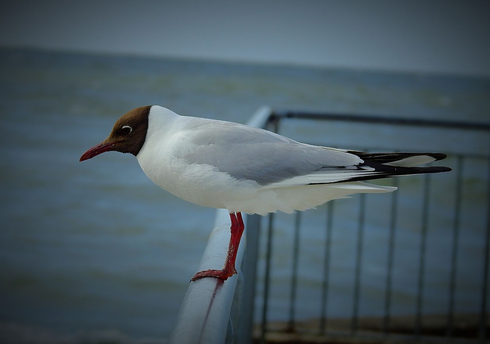 Nikon Coolpix P900 sample photo. Seagull, sea, bird photography
