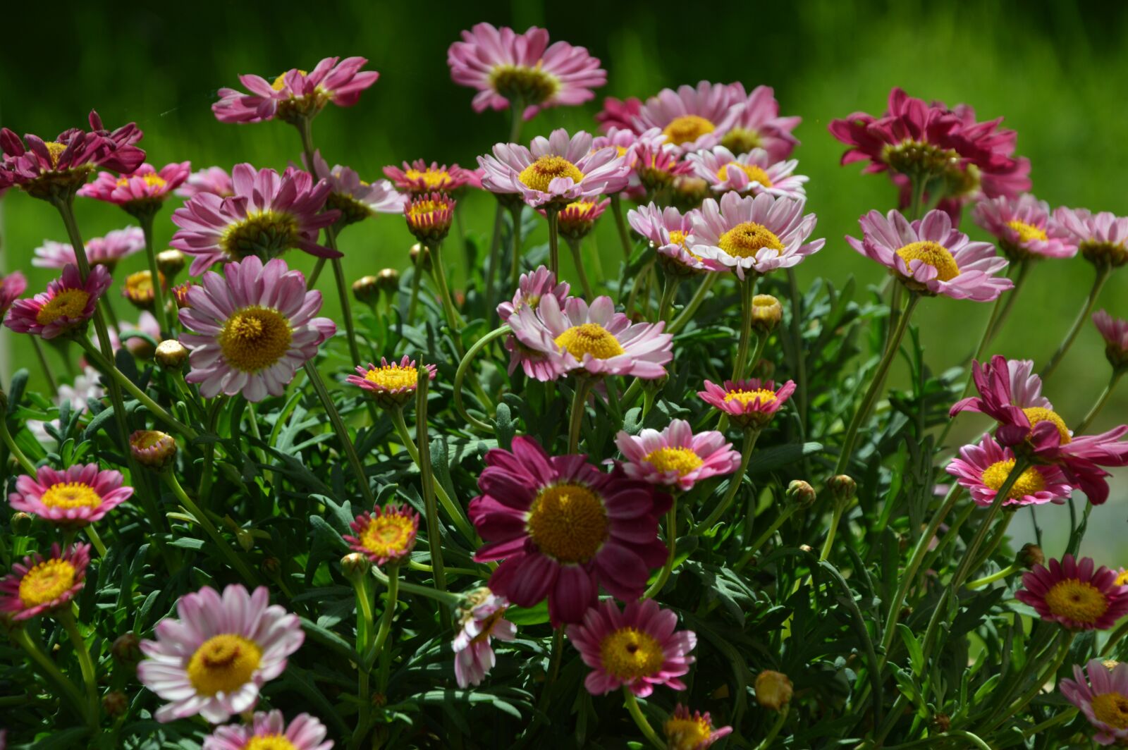 Nikon D3200 sample photo. Nature, flowers, daisies photography