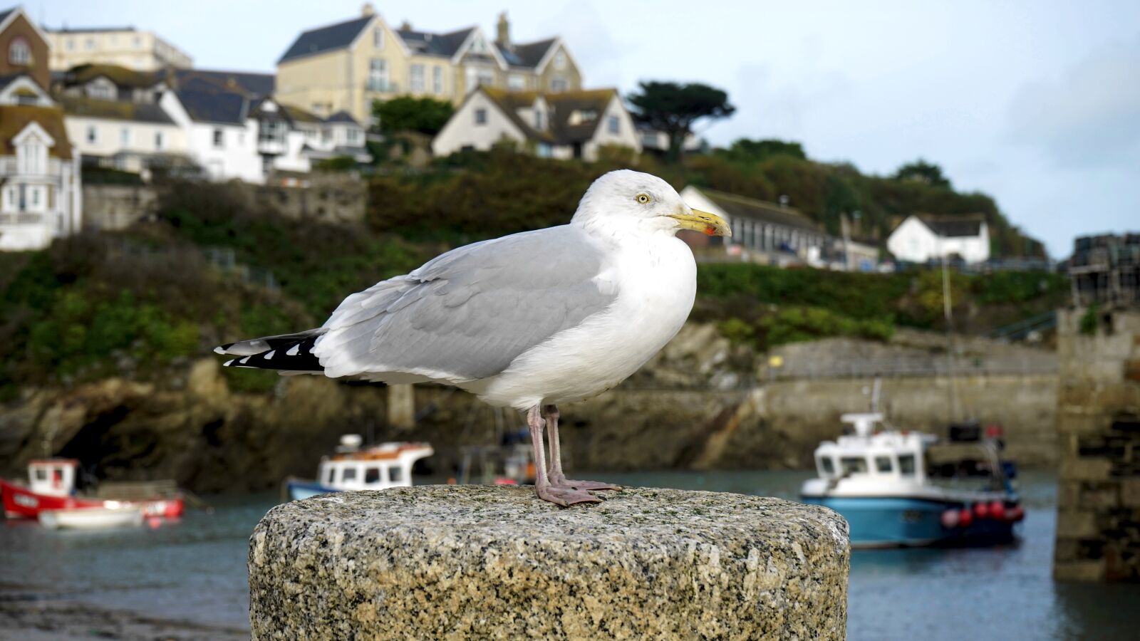 Sony a7 + Sony FE 28-70mm F3.5-5.6 OSS sample photo. Gull, bird, seagull photography