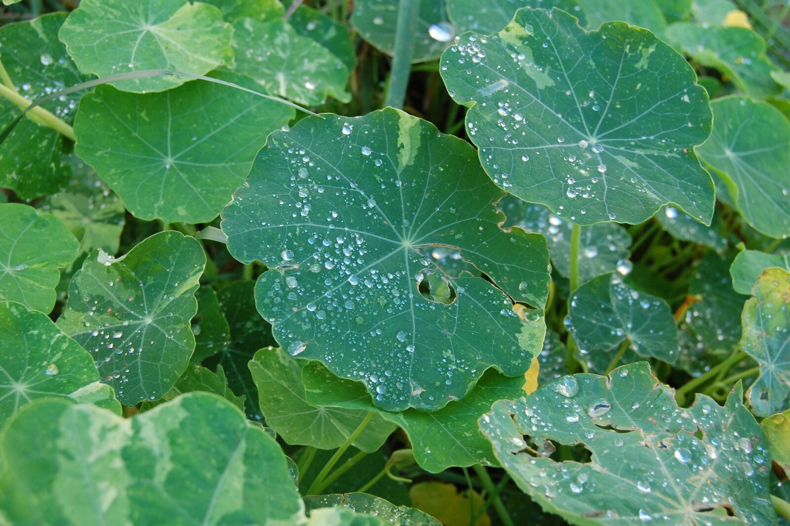 Nikon D40 sample photo. Leaf, rain, dew photography