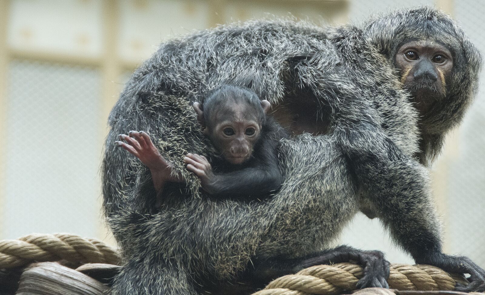Nikon D800 sample photo. Monkey, animal, zoo photography
