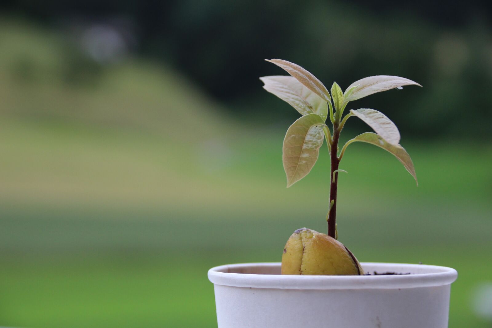 Canon EOS 100D (EOS Rebel SL1 / EOS Kiss X7) sample photo. Avocado, plant, seed photography