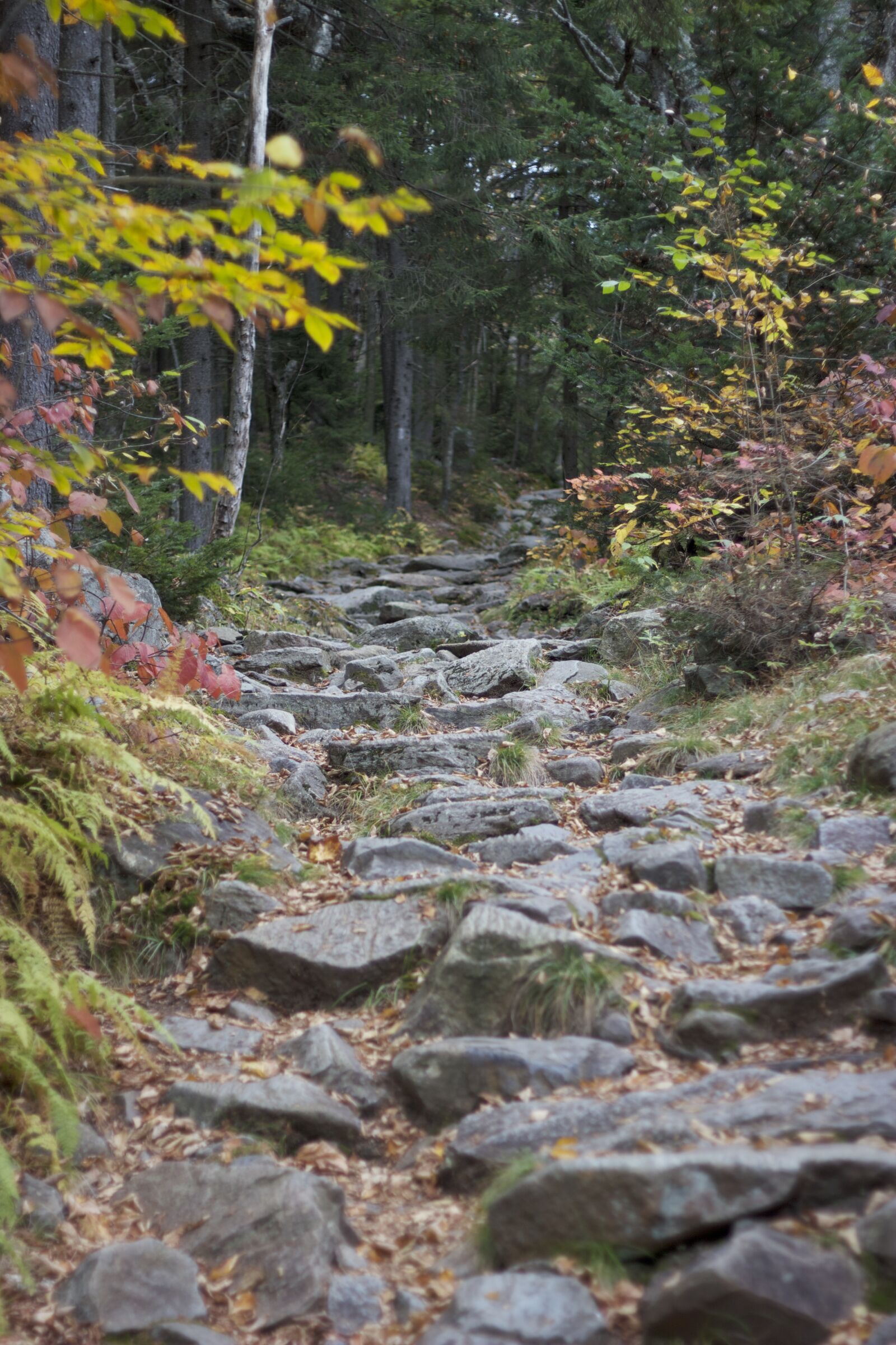 Canon EOS 550D (EOS Rebel T2i / EOS Kiss X4) sample photo. Rocks, trees, hiking, trail photography