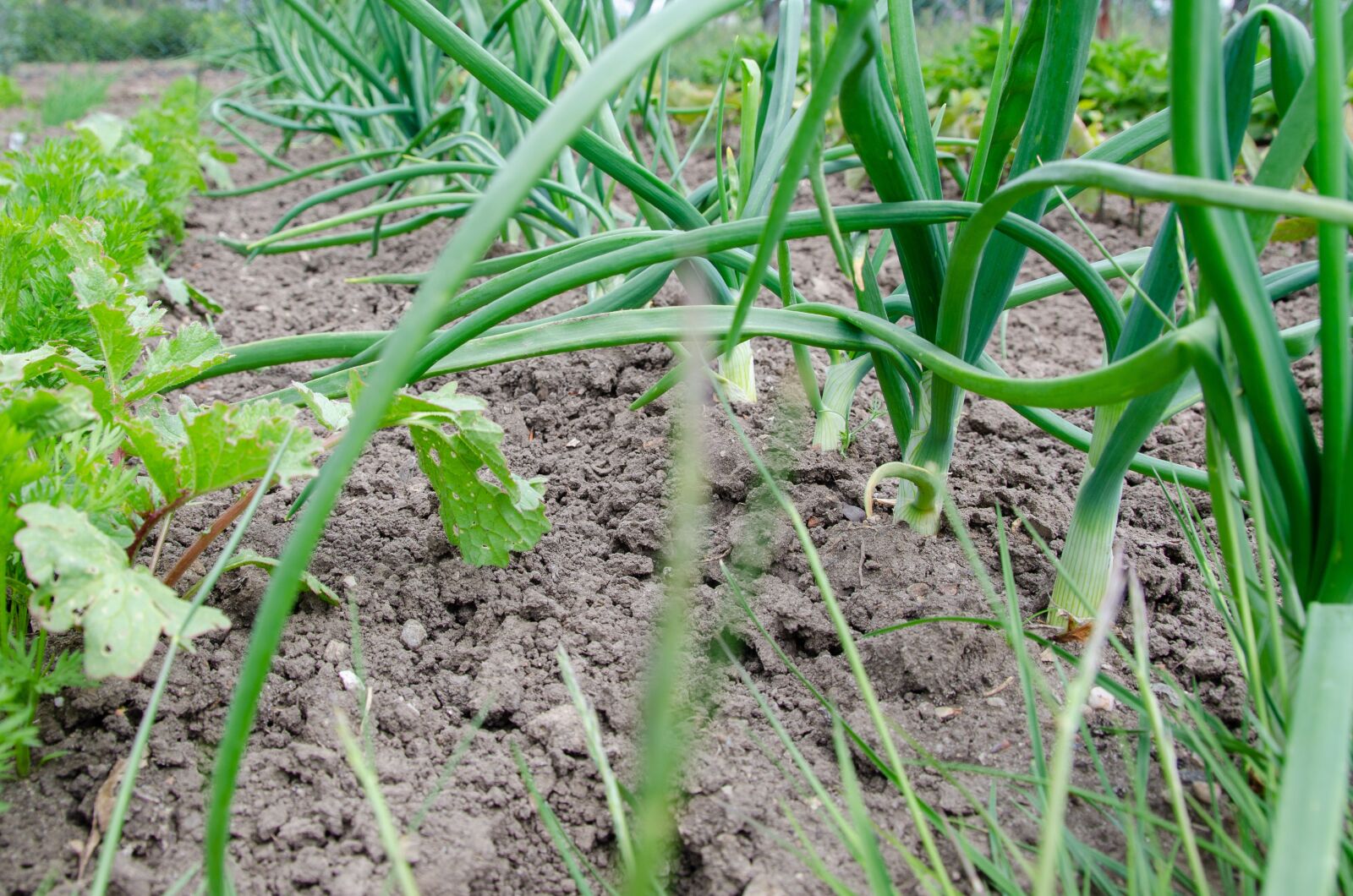 Nikon D7000 sample photo. Vegetable patch, onions, leek photography