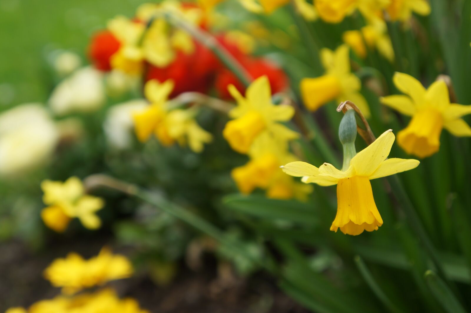 Sony Alpha NEX-5N sample photo. Flower, yellow, yellow flower photography