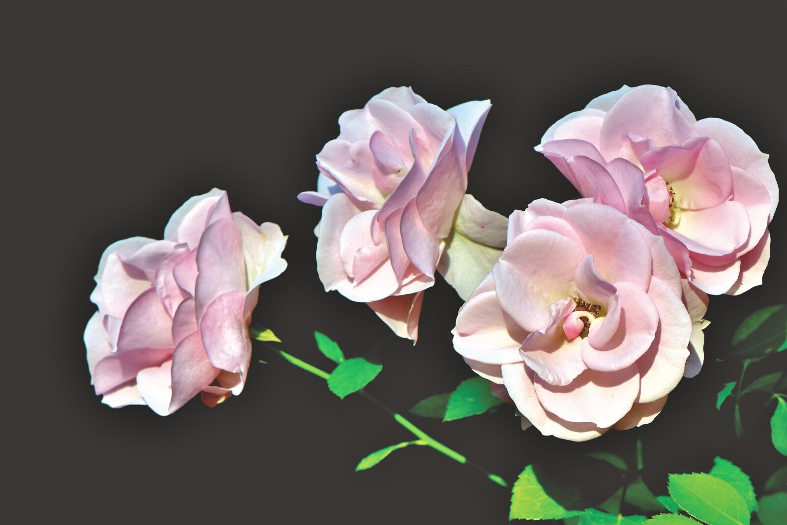 Nikon D7200 sample photo. Roses, rose flower, floribunda photography