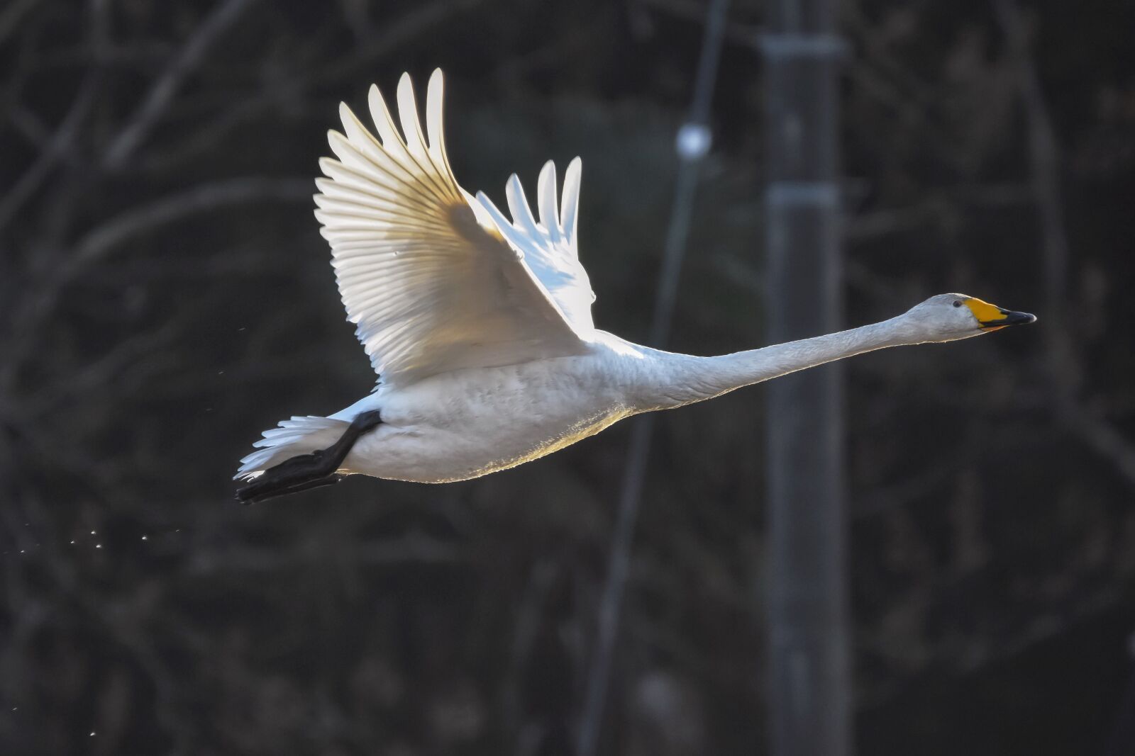 Nikon D7200 sample photo. Animal, forest, wood photography