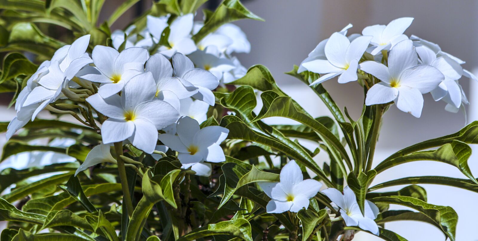 Canon EF 24-70mm F2.8L USM sample photo. Flower, jasmine, white photography