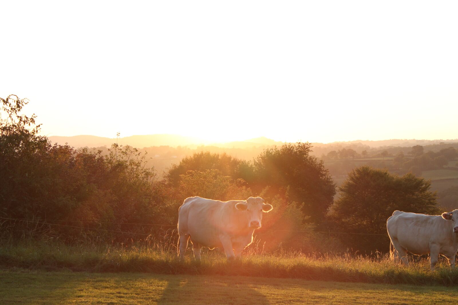 Canon EOS 550D (EOS Rebel T2i / EOS Kiss X4) sample photo. Cows, field, cow photography