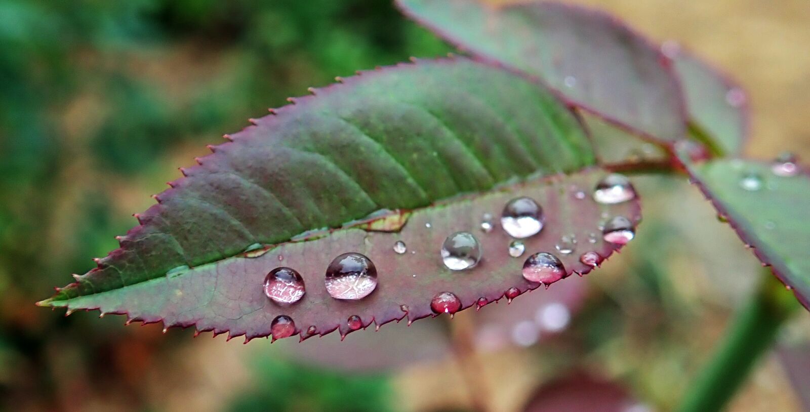 Olympus TG-5 sample photo. Leaf, rain drops, water photography