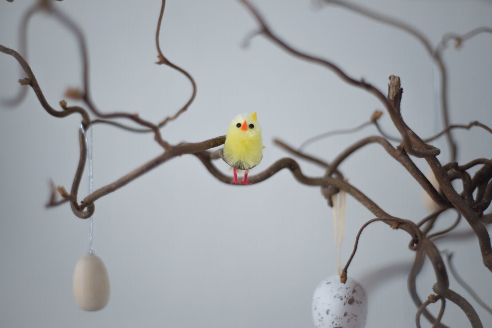 Nikon D600 sample photo. Easter, bird, branch photography