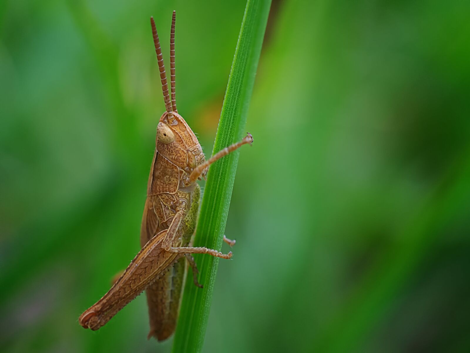 Nikon D3300 sample photo. Grasshopper, insect, nature photography