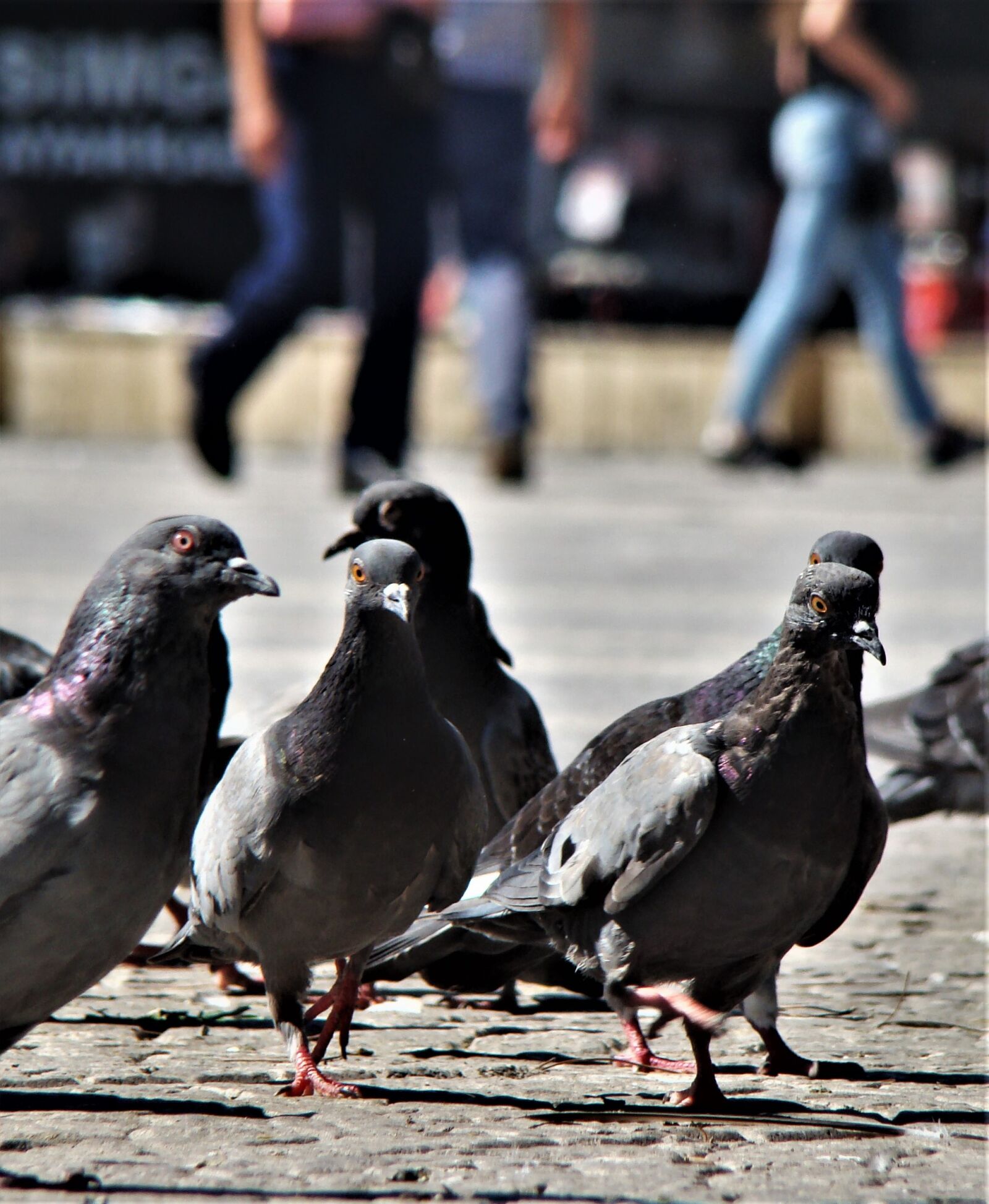 Sony DSC-H9 sample photo. Bird, pigeon, animal photography