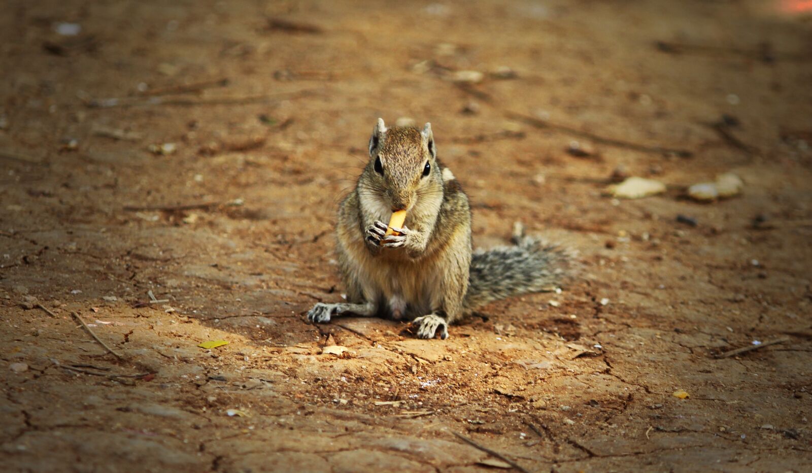 Canon EF-S 55-250mm F4-5.6 IS II sample photo. Animal, squirrel, food photography