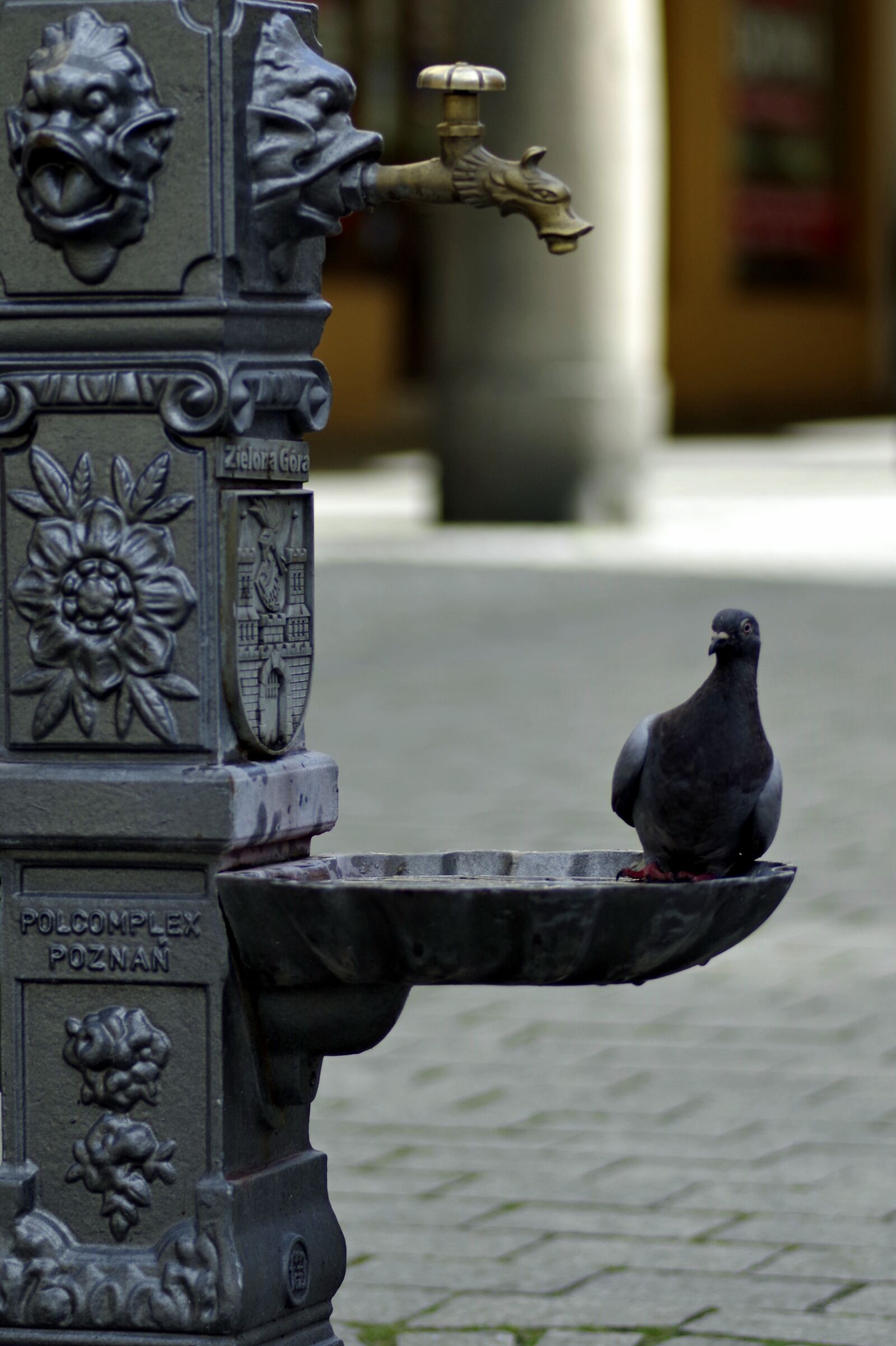 Pentax K-S2 sample photo. Dove, drinker, water photography
