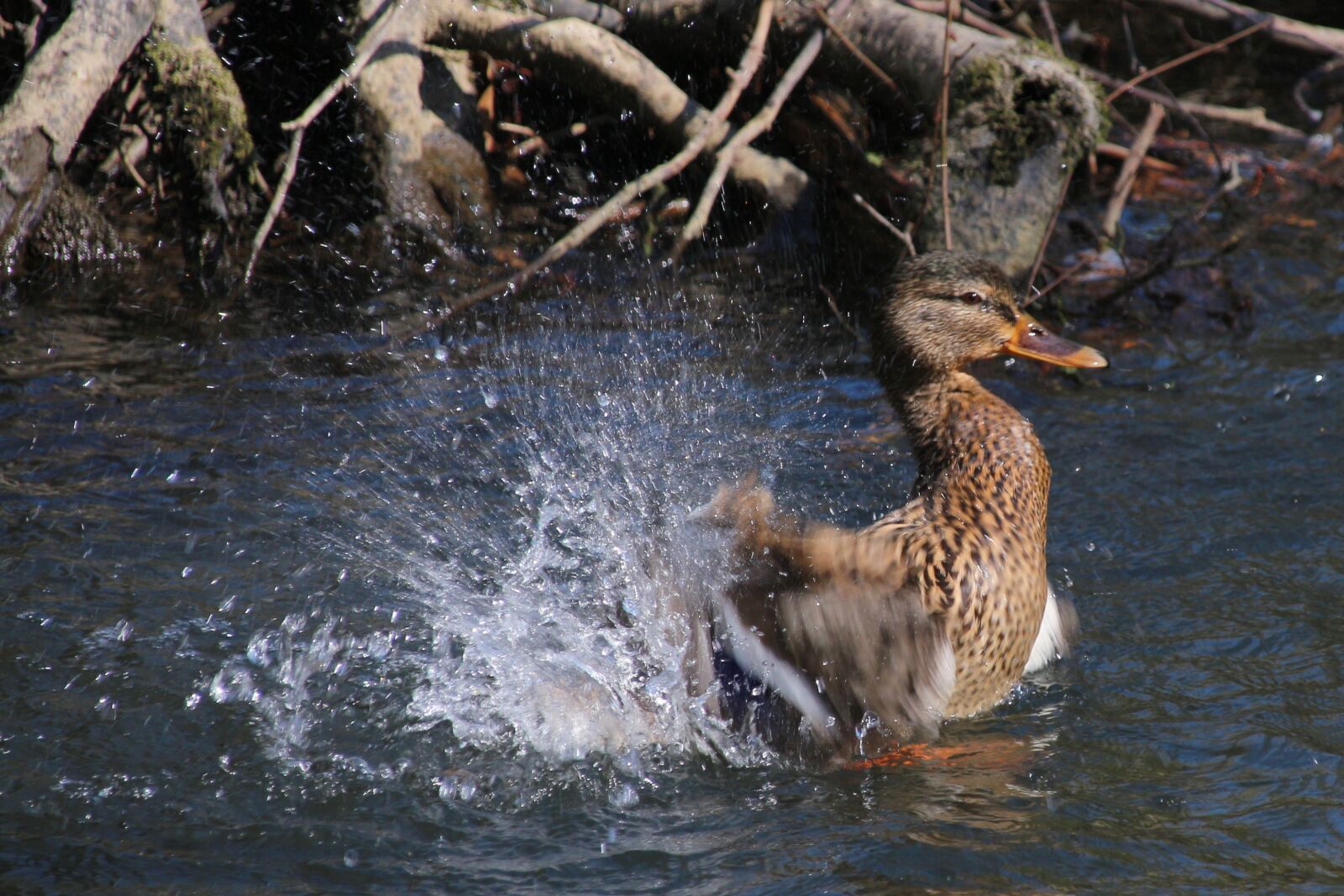 Canon EOS 700D (EOS Rebel T5i / EOS Kiss X7i) sample photo. Duck, water, bird photography