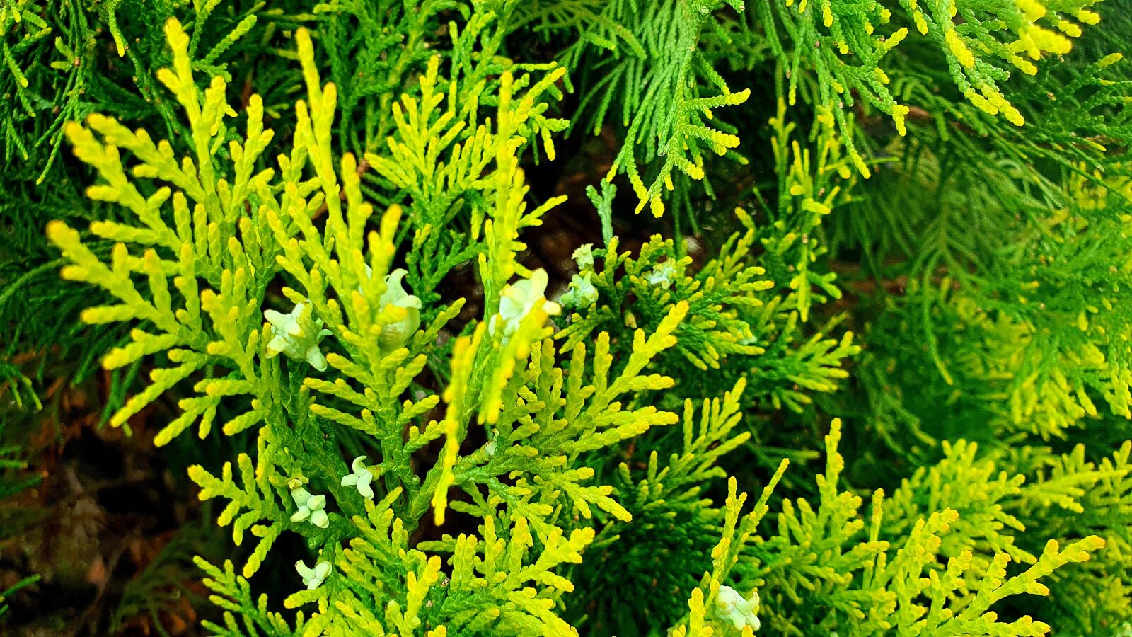 Samsung Galaxy S10e sample photo. Pine, green, tree photography