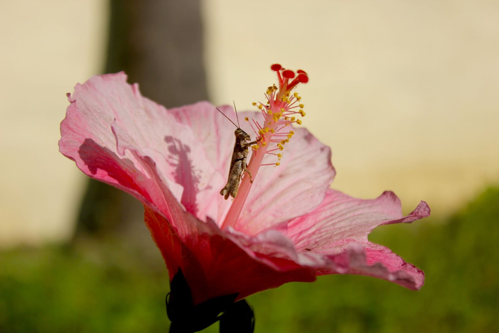 Canon EOS 550D (EOS Rebel T2i / EOS Kiss X4) sample photo. Hibiscus, garden, plant photography
