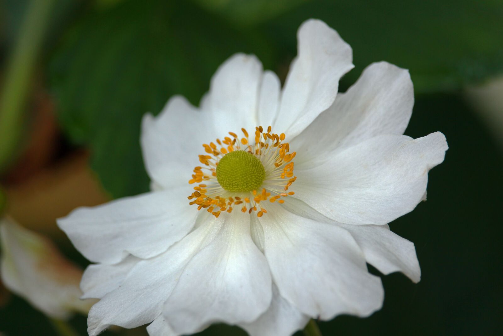 Canon EF-S 55-250mm F4-5.6 IS STM sample photo. Annemone, white annemone, blossom photography