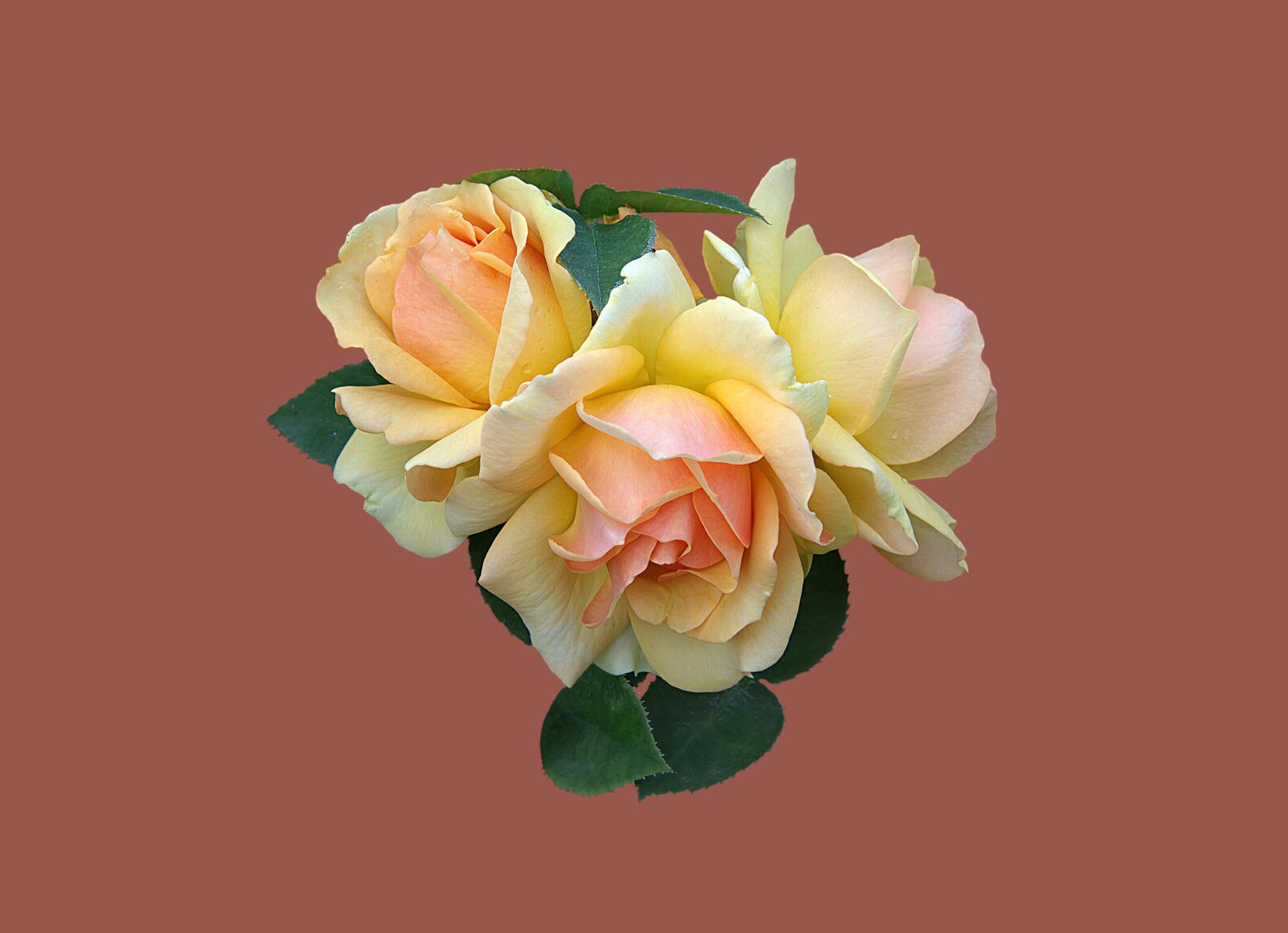 Canon EOS 7D sample photo. Bad kissingen, rose garden photography