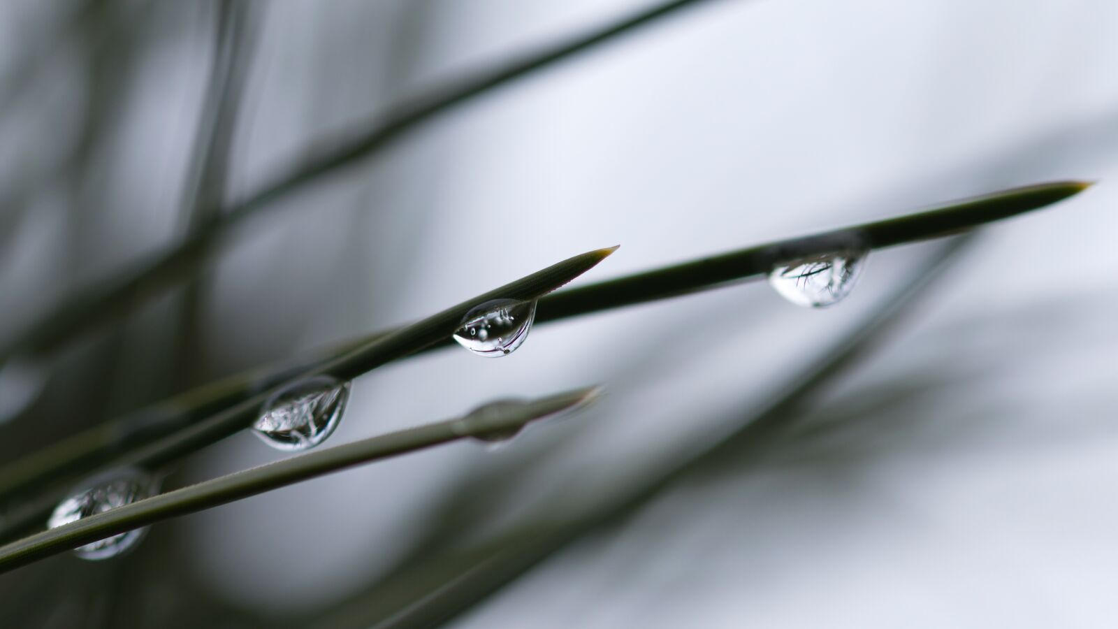 Nikon D5300 sample photo. Twig, tree, drops photography