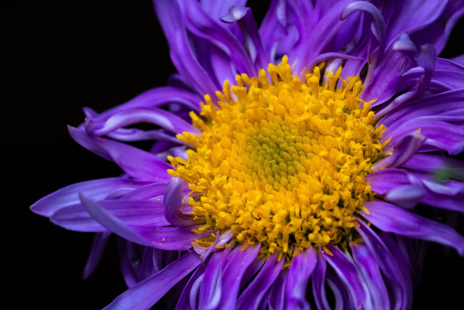 Canon EOS 80D sample photo. Flower, nature, macro photography