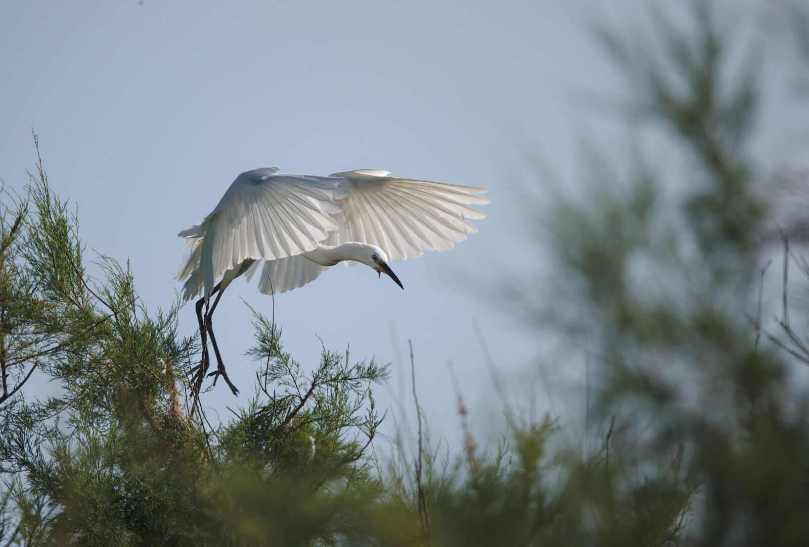 Nikon D750 sample photo. Egret, camargue, pont de photography