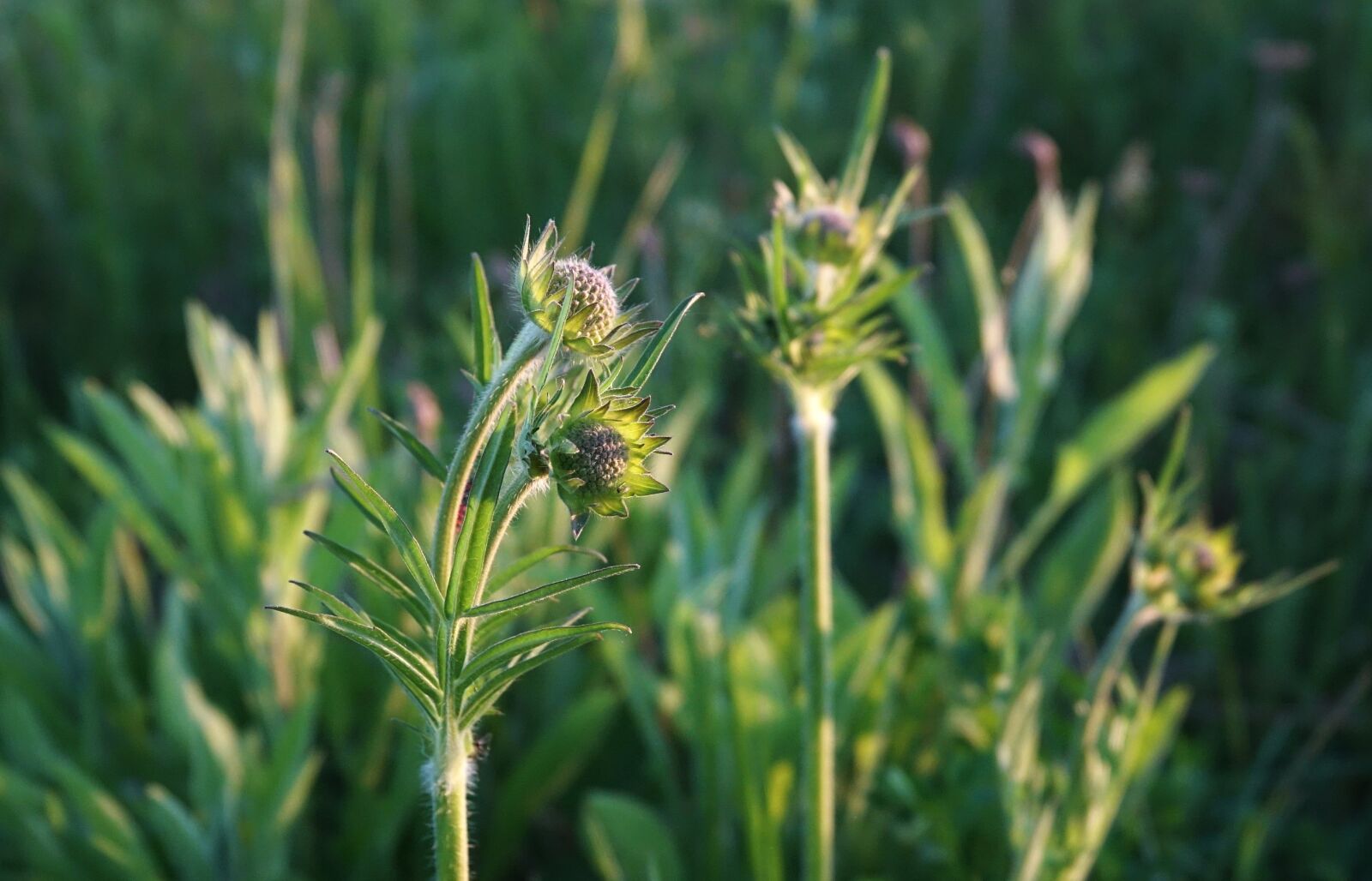 Sony Cyber-shot DSC-RX10 III sample photo. Meadow, plants, flowers photography
