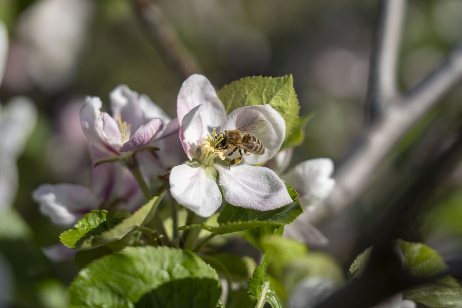 Sony FE 24-105mm F4 G OSS sample photo. Flowers, flower, nature photography