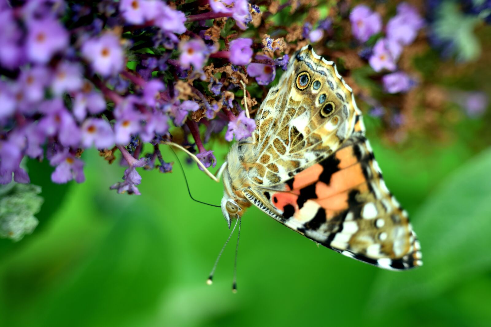 Nikon D5300 sample photo. Butterfly, public record, nature photography