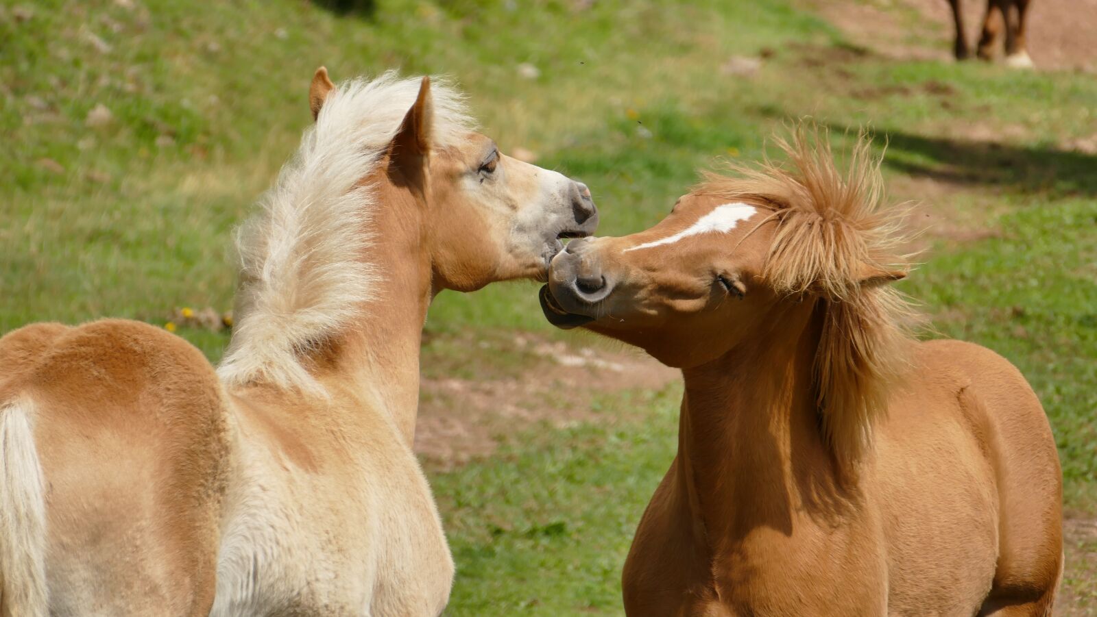 Panasonic Lumix DMC-FZ1000 sample photo. Horse, foal, two photography