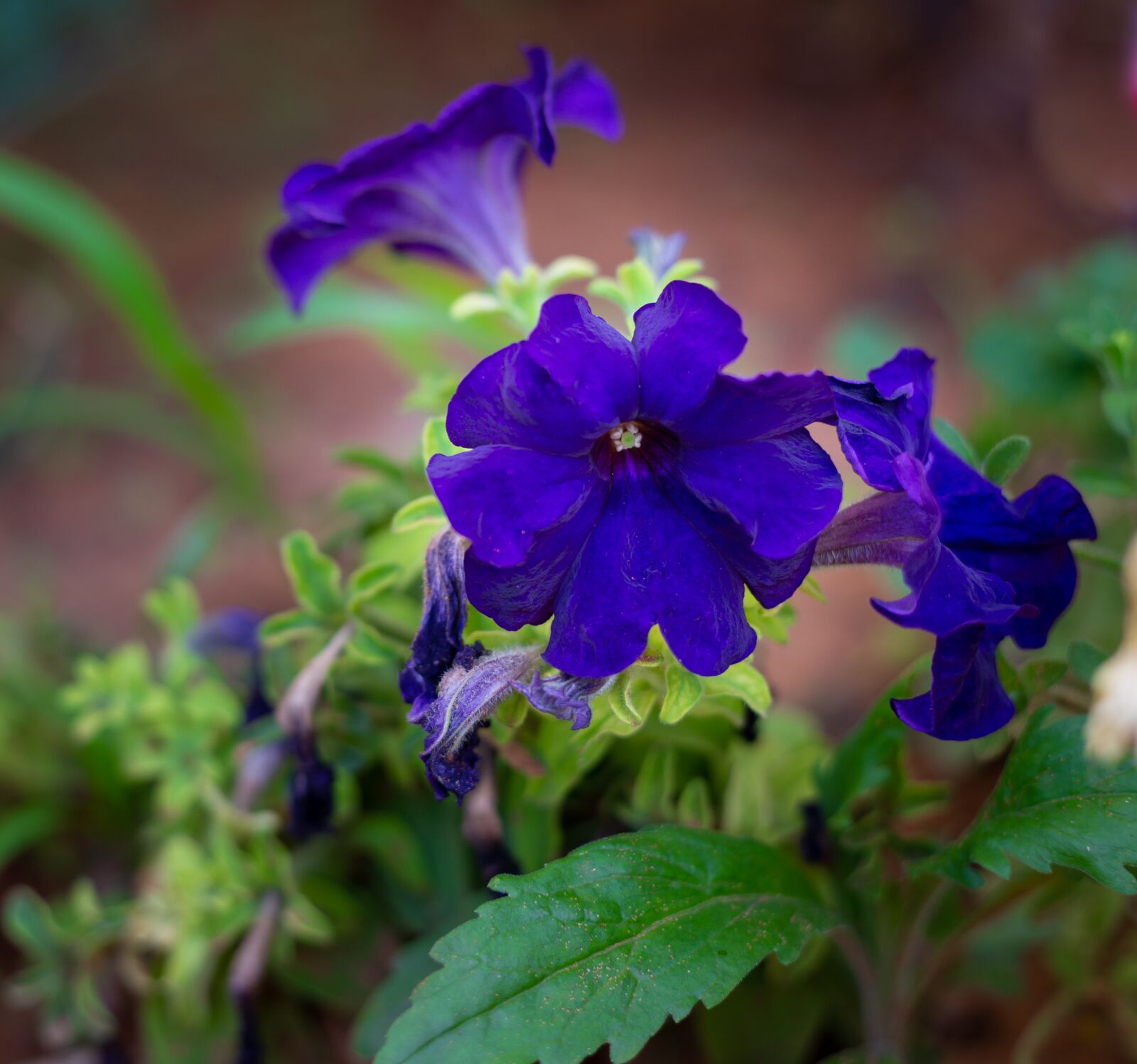 Canon EF 50mm F1.8 II sample photo. Violet, dark blue, garden photography