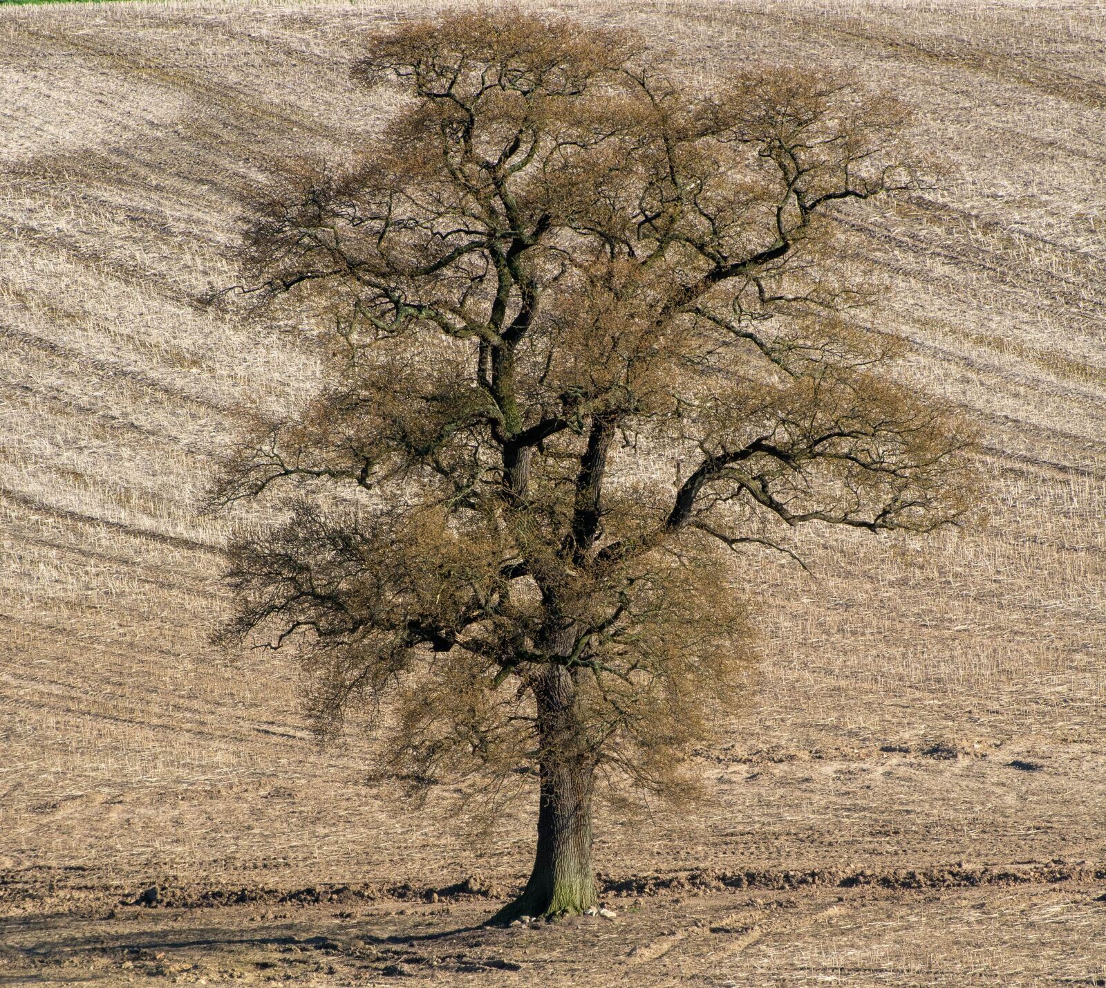 Nikon D7100 sample photo. Tree, field, spring photography