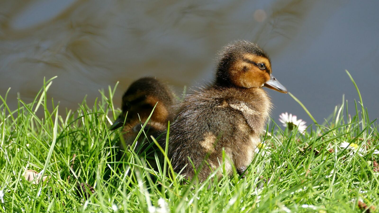 Panasonic Lumix DMC-FZ1000 sample photo. Ducklings, chicks, ducks photography