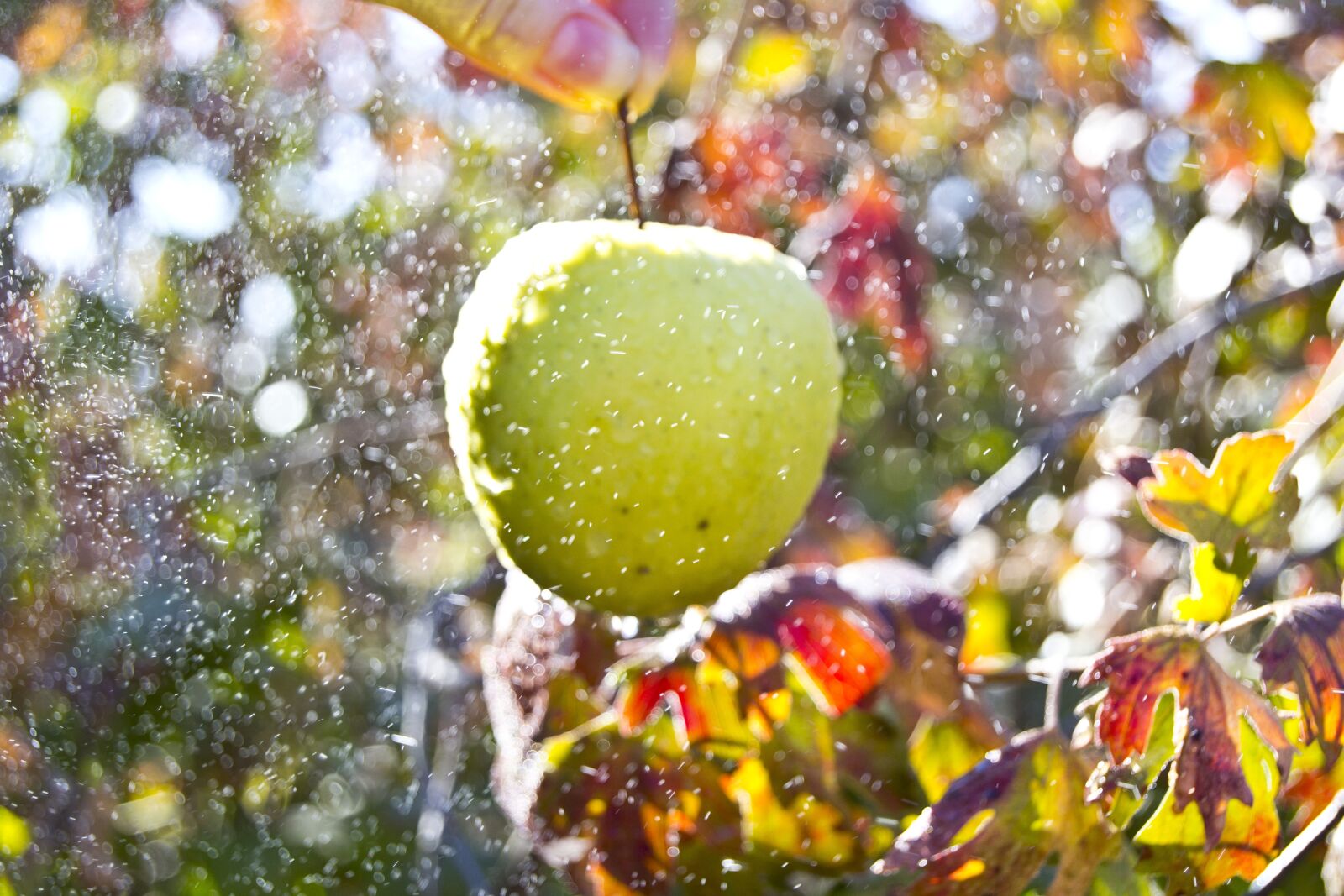 Nikon D3100 sample photo. Food, landscape, nature photography